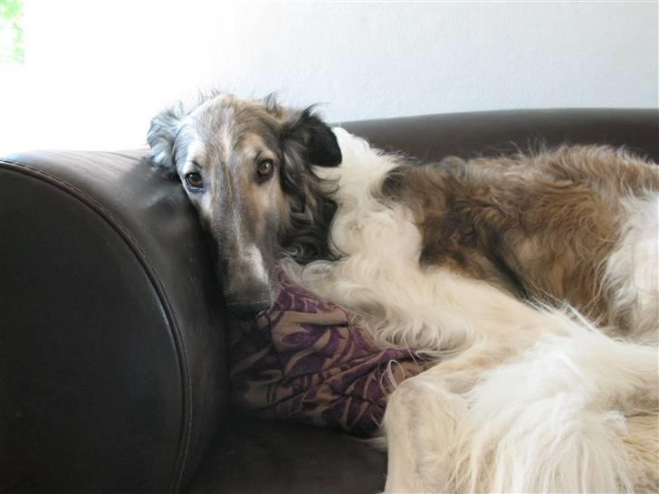 Borzoi Darwin billede 4
