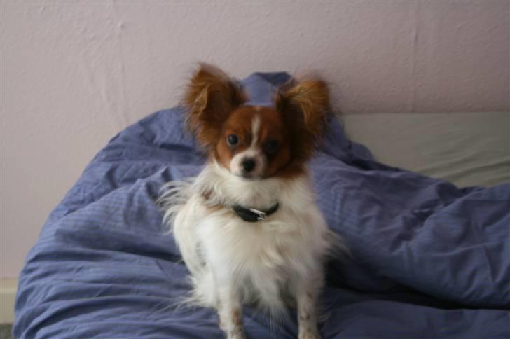 Papillon Felix 2007 billede 10