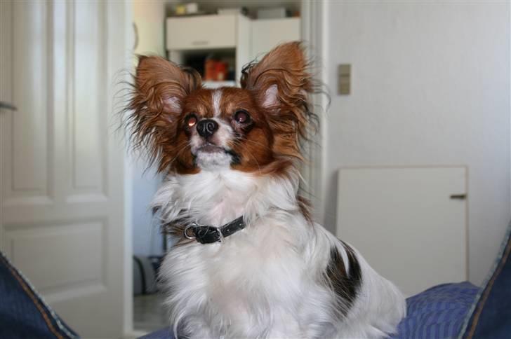 Papillon Felix 2007 billede 11
