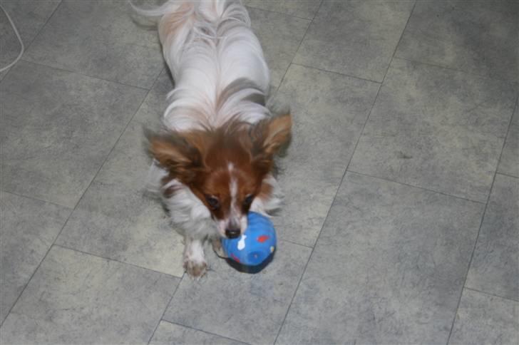 Papillon Felix 2007 billede 12