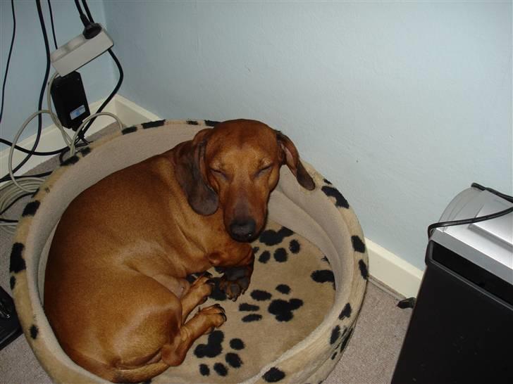 Gravhund Oscar R.I.P - Lad mig være, jeg prøver at sove!!! billede 8