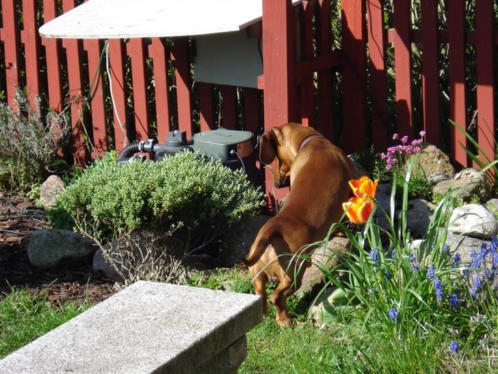 Gravhund Oscar R.I.P - Er det en mus eller en tudse? Ud med dig.  billede 9