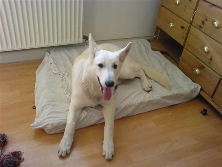 Hvid schæfer ********jacko<3********** - hej med jer billede 1