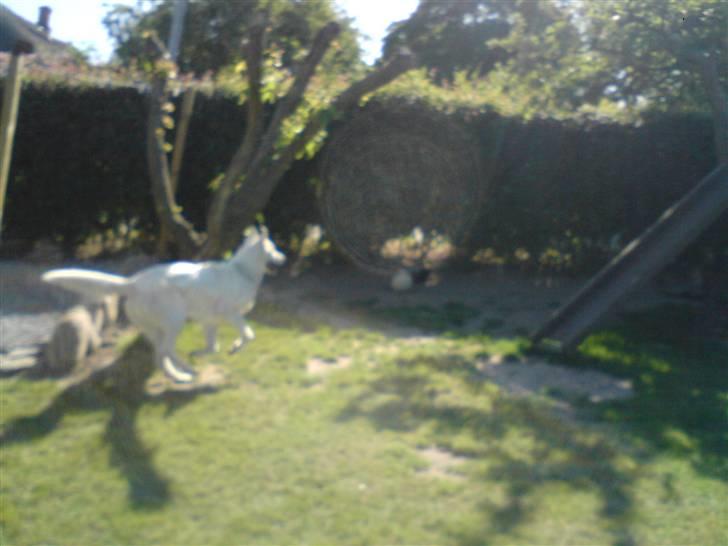 Hvid schæfer ********jacko<3********** - jacko er i god form billede 2