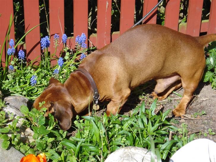 Gravhund Oscar R.I.P - Jeg skal nok finde ud ad hvor jeres gemmer sted er henne.!!!!!! billede 10