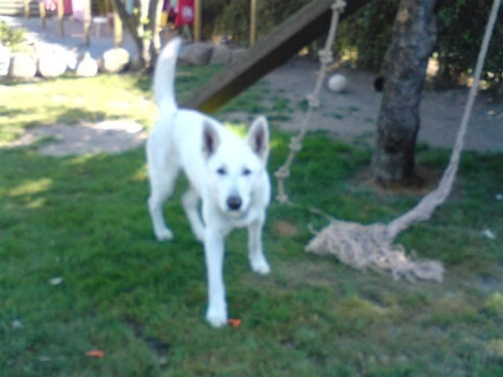 Hvid schæfer ********jacko<3********** - kuk kuk billede 3