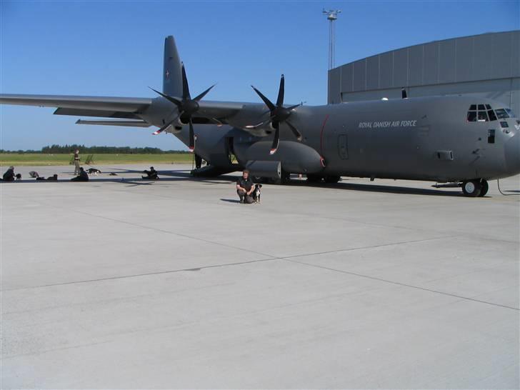 Appenzeller sennenhund Abora vom Höfli  "Abora" - Abora og ejer foran Hercules inden ca. en times flyvning. Abora knap 2 år gl. billede 13