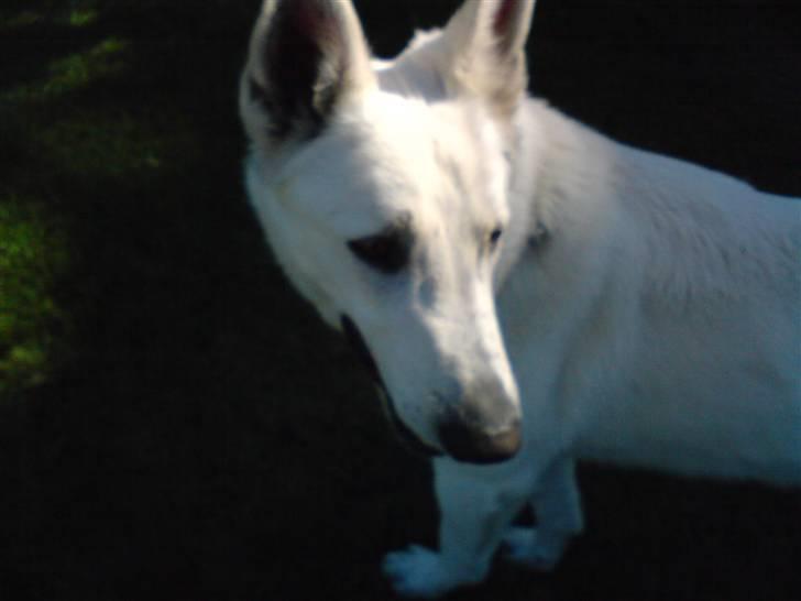 Hvid schæfer ********jacko<3********** - han er bare 100,000% cute billede 4
