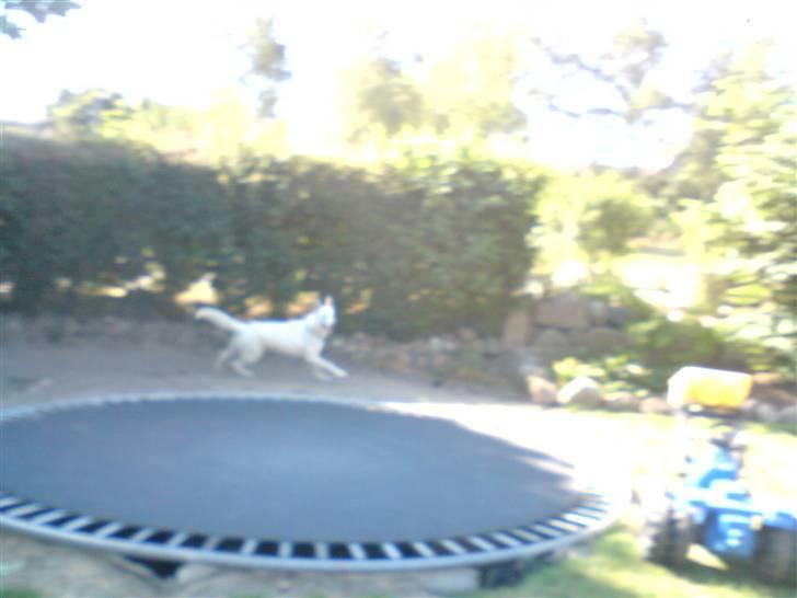 Hvid schæfer ********jacko<3********** - han elsker også at løbe efter biler:O) billede 5