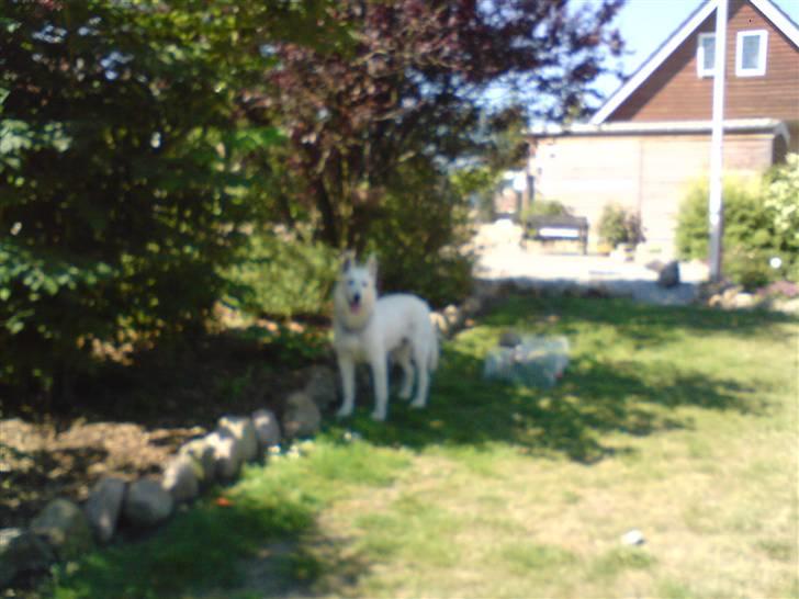 Hvid schæfer ********jacko<3********** - han ska lige i skygge lidt:O( billede 6