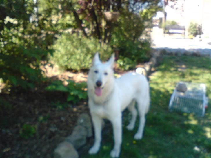 Hvid schæfer ********jacko<3********** - hej hej billede 7