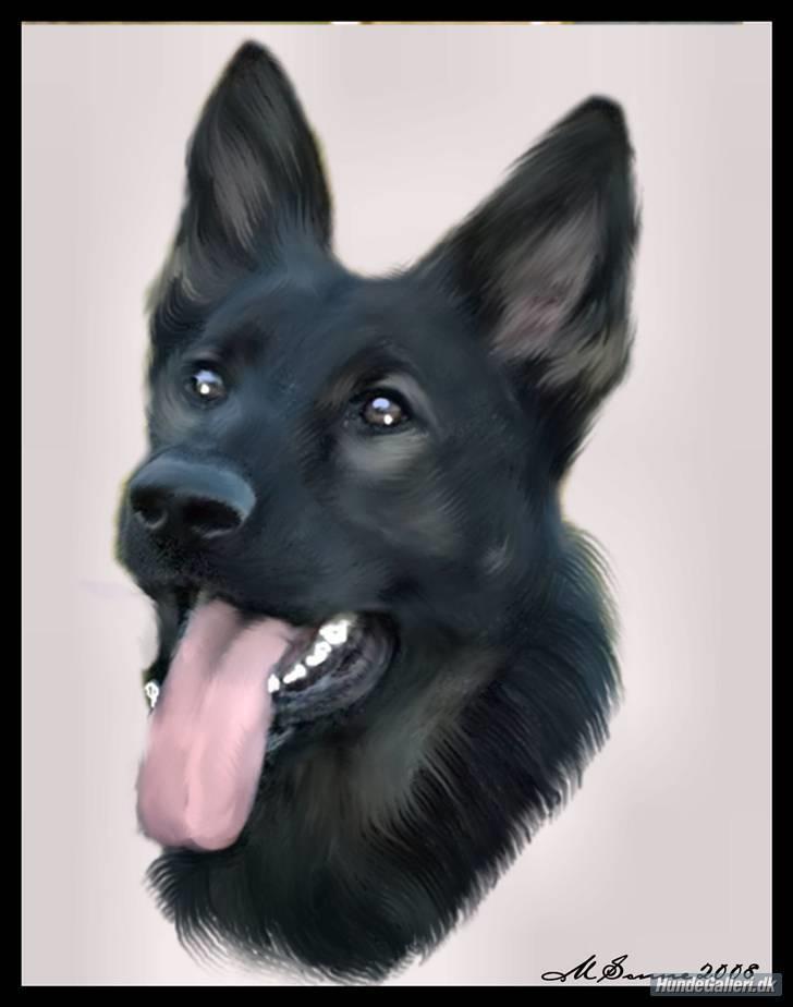 Schæferhund Diego - Billede andre har lavet af ham billede 10