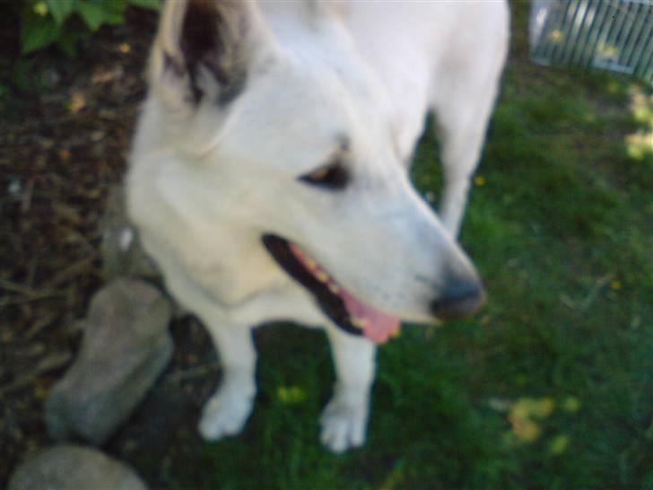 Hvid schæfer ********jacko<3********** - pppuuhhaa det er hort at løbe billede 8