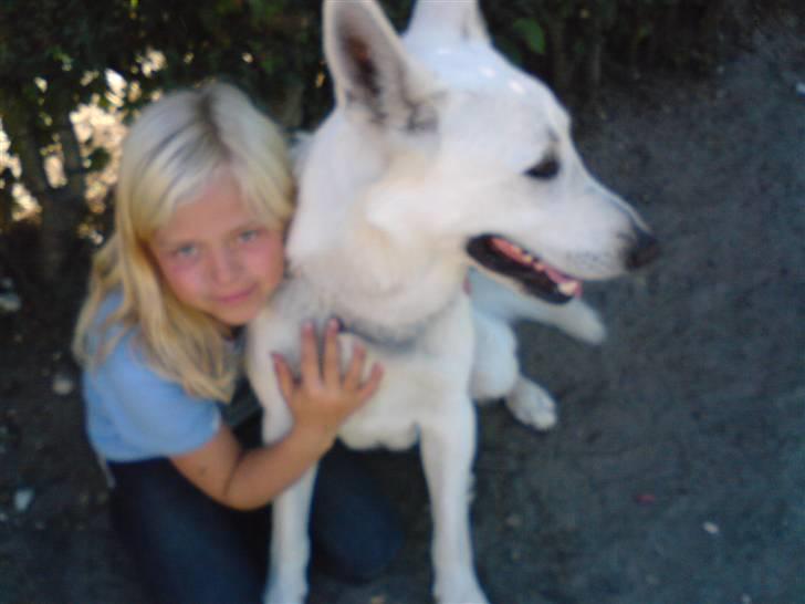 Hvid schæfer ********jacko<3********** - jacko kig lige på karmaramet billede 9