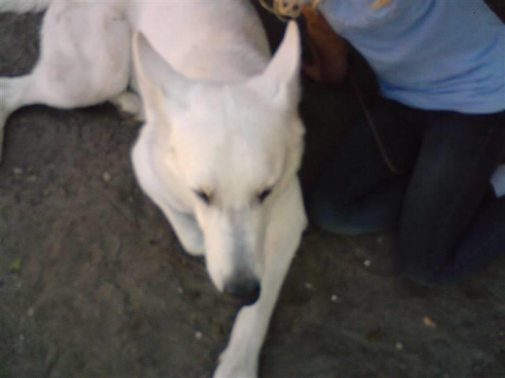 Hvid schæfer ********jacko<3********** - så sapper vi lidt af billede 10