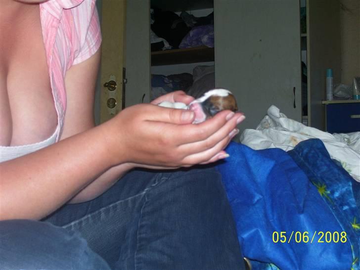 Dansk svensk gaardhund Freja - Denne dejlige han er døbt Nielsen billede 7