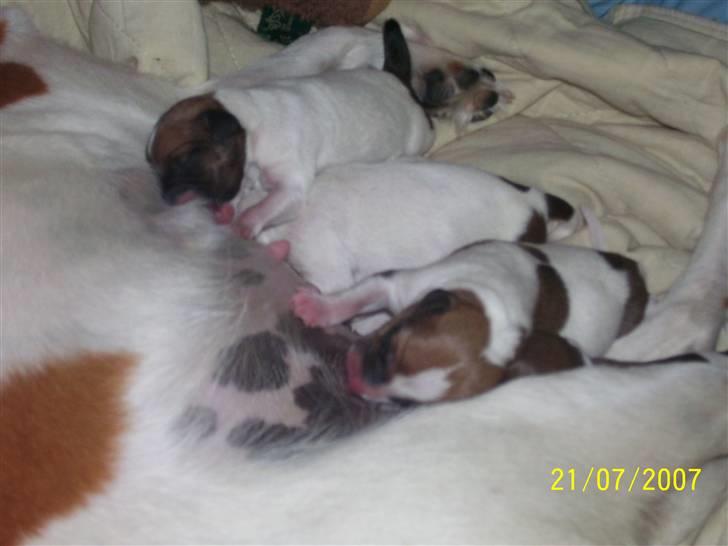 Dansk svensk gaardhund Freja - De er da dejlige :) billede 8