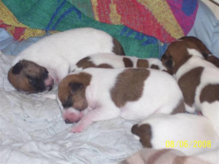 Dansk svensk gaardhund Freja - Det er hårdt at være hvalp ;) billede 9