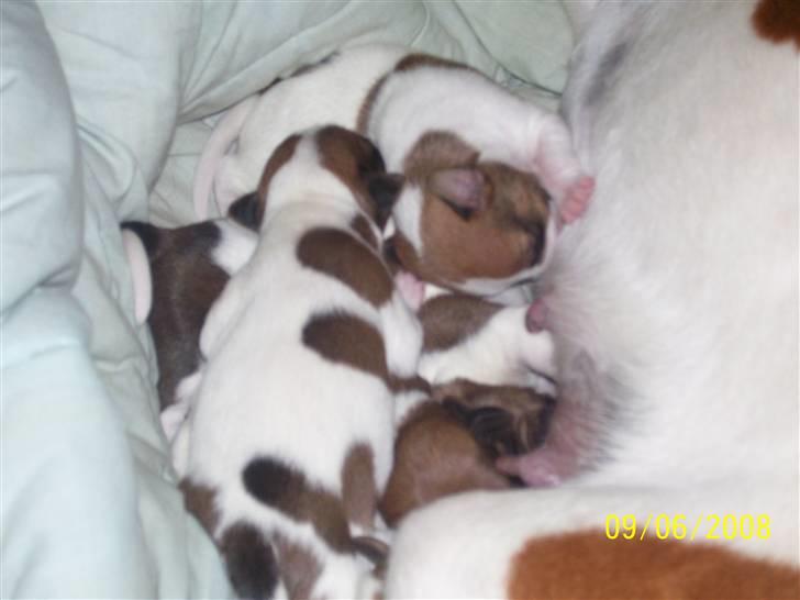 Dansk svensk gaardhund Freja - Så er det madtid billede 10