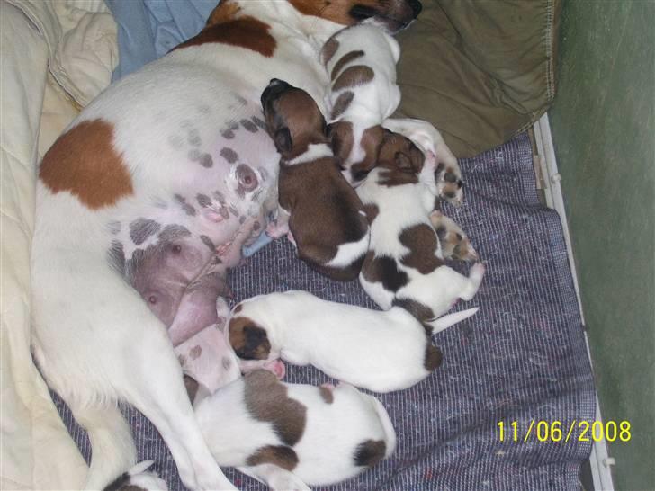 Dansk svensk gaardhund Freja - Madtid igen  billede 11