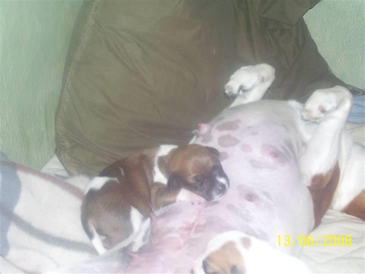 Dansk svensk gaardhund Freja - Så er der dømt afslapning billede 12