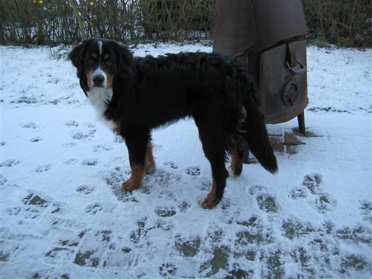 Berner sennenhund Elvis billede 1