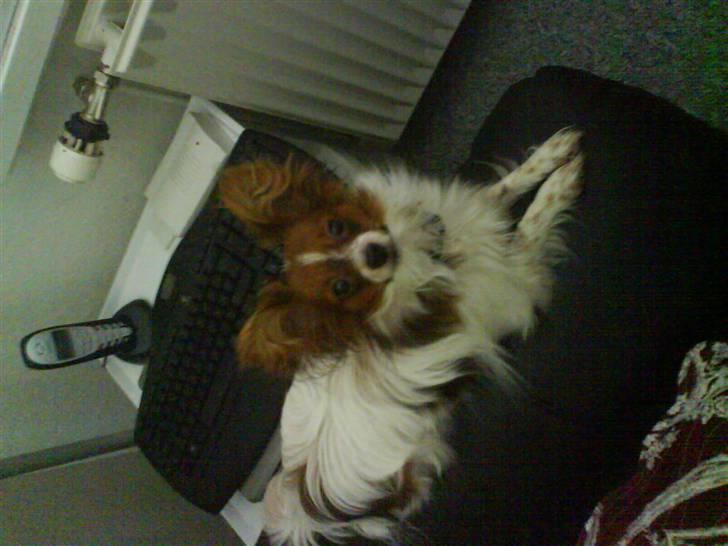 Papillon Felix 2007 billede 13