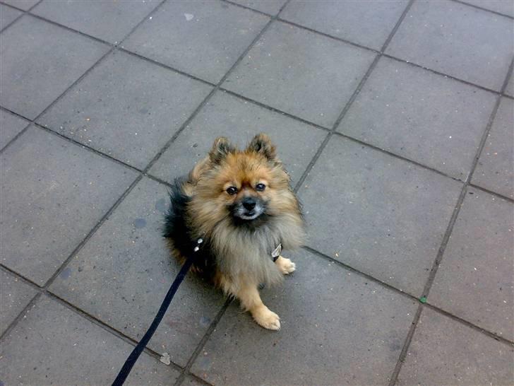 Pomeranian Tarzan - Hey jeg hedder Tarzan, er jeg ikke lækker billede 1
