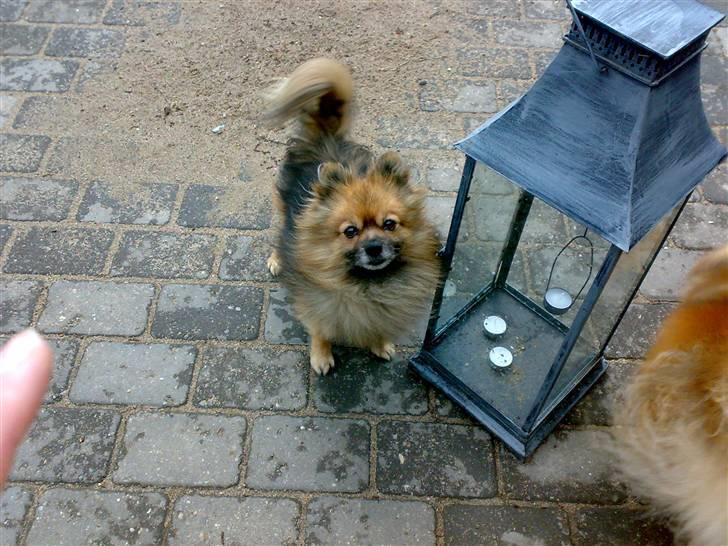 Pomeranian Tarzan - ihhh jeg er fin billede 2