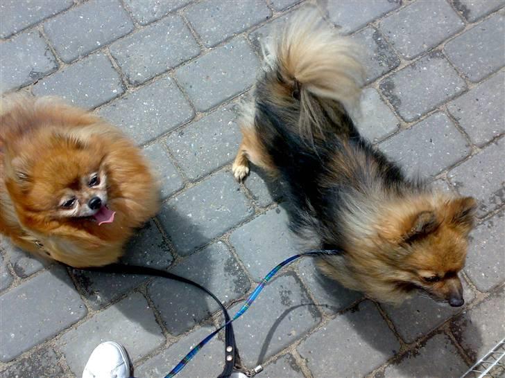 Pomeranian Tarzan - Rocky og Tarzan på deres første fælles gåtur efter kun 1 time,,, stolt af jer drenge billede 3