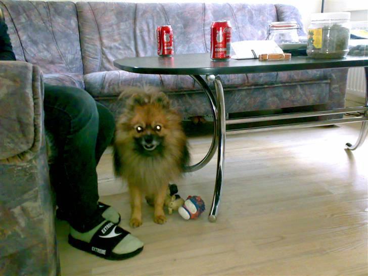 Pomeranian Tarzan - skal jeg bo her? billede 4