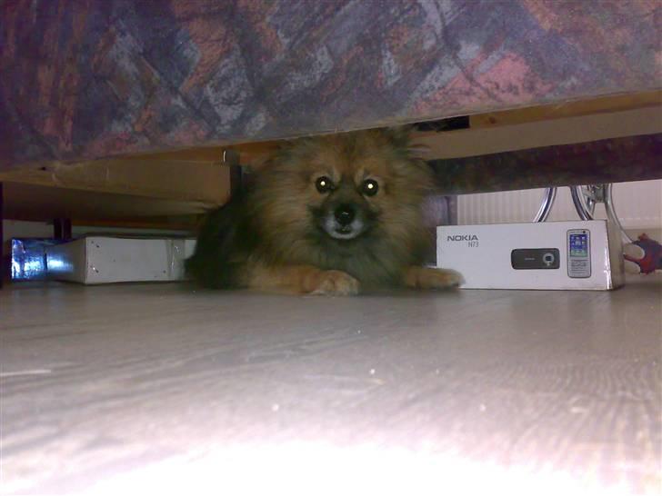 Pomeranian Tarzan - Puuuuh det er hårdt og flytte,, GAB billede 5