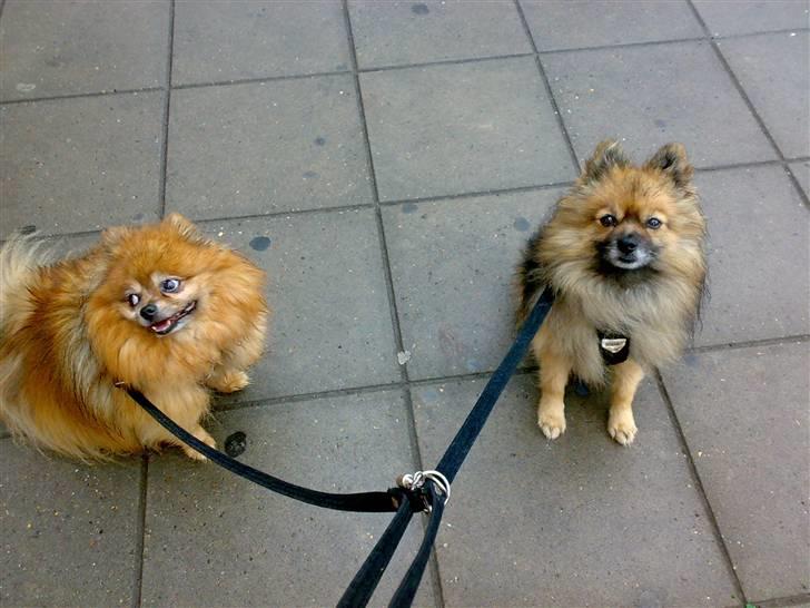 Pomeranian Tarzan - jep,, nu vi ude og gå igen,,, det nu meget hyggeligt,,,selvom det regner,, øv billede 6