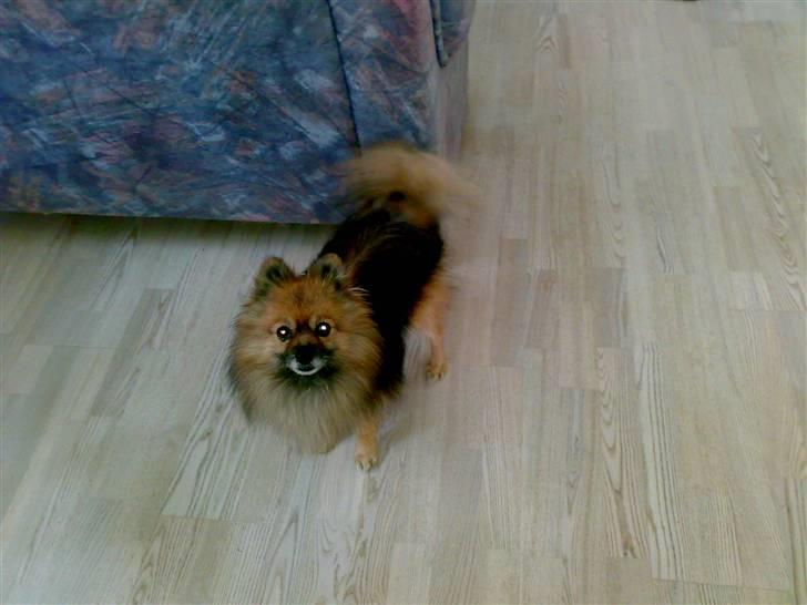Pomeranian Tarzan - ihhh han stod endelig stille billede 7