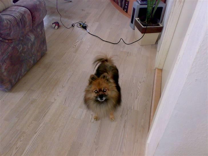 Pomeranian Tarzan - stod stille igen hehe billede 8