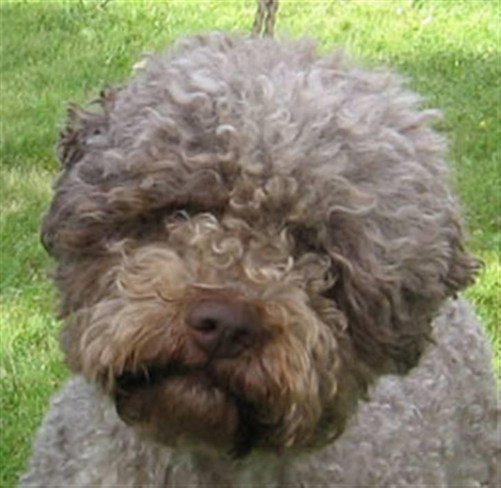 Lagotto romagnolo Alli billede 1