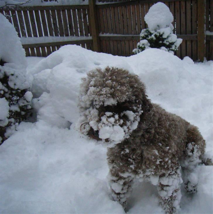 Lagotto romagnolo Alli billede 2