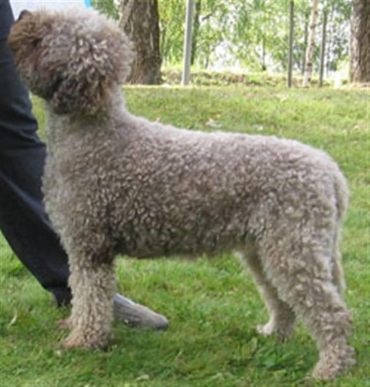 Lagotto romagnolo Alli billede 3