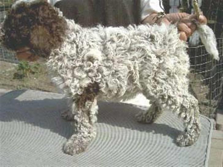 Lagotto romagnolo Alli billede 4