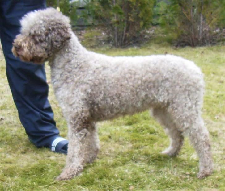 Lagotto romagnolo Alli billede 5