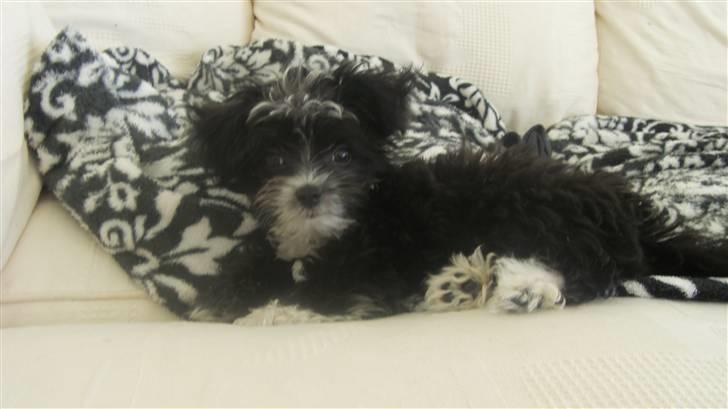 Blanding af racer Carlo billede 10