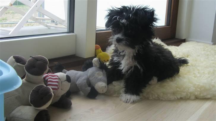 Blanding af racer Carlo billede 11