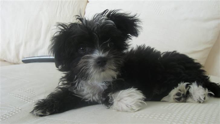 Blanding af racer Carlo billede 12