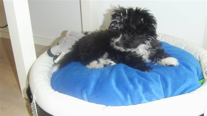 Blanding af racer Carlo billede 13