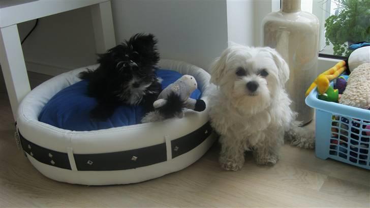 Blanding af racer Carlo billede 14