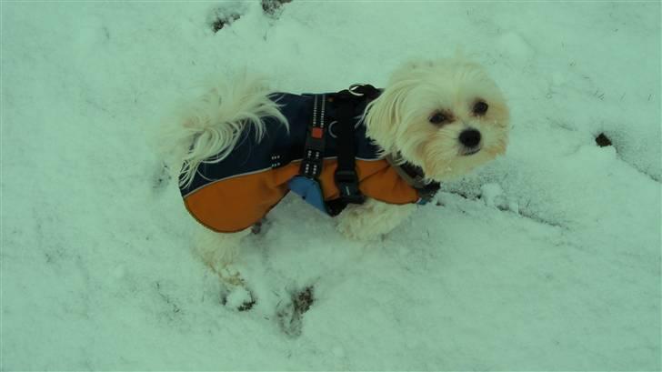 Malteser Francesco Totti billede 17