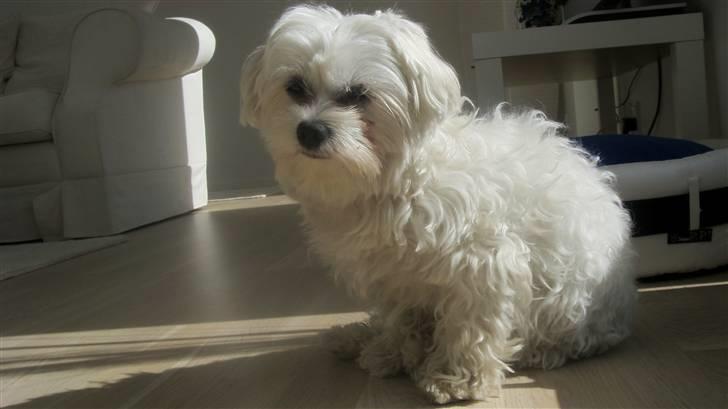 Malteser Francesco Totti billede 18