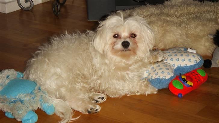 Malteser Francesco Totti billede 19