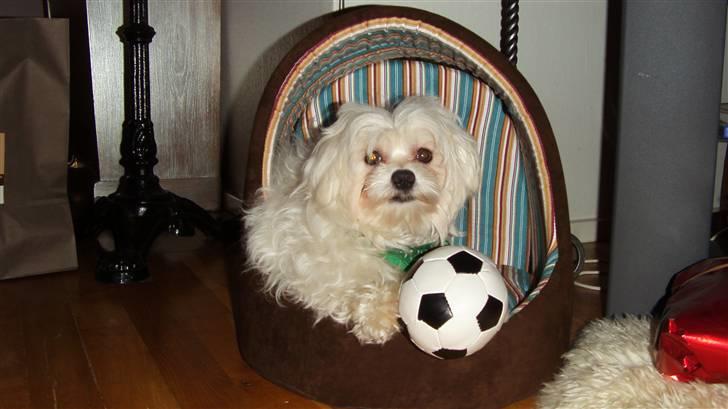 Malteser Francesco Totti billede 20