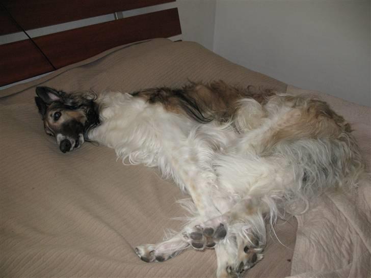 Borzoi Darwin billede 5